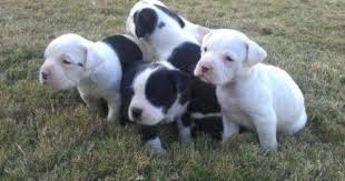 Black And White Pitbull Mix Puppy American Bulldog Pitbull Mix Puppies For Sale Yakaz For Sale Pitbull Mix Puppies Pitbulls Pitbull Mix