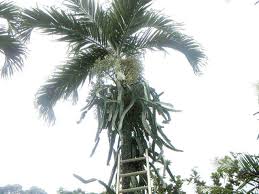 Easily adapted to a variety of climates and soils this night blooming cactus is world renowned and is cultivated around the world in tropical regions for. Hawaii Gardens Dragon Fruit Popping Up In Isle Gardens Honolulu Star Advertiser