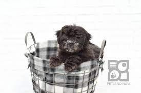 Dogs And Puppies For Sale Petland Novi Michigan Puppy Store Puppy Store Dogs And Puppies Puppies