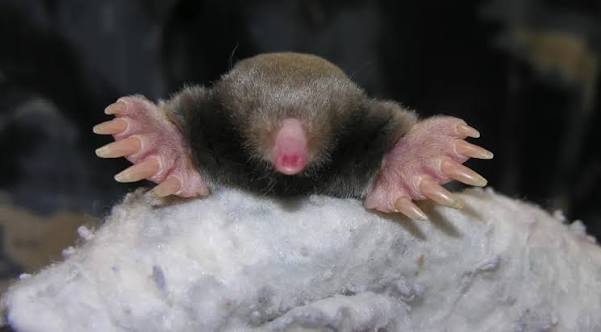 Moles as Neighbors | Wildlife Center of Virginia