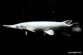 Pin On Freshwater Fish