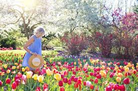 Flowers wallpapers hd sort wallpapers by: 1000 Amazing Flower Garden Photos Pexels Free Stock Photos