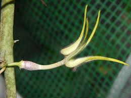 Image result for Ceropegia filipendula
