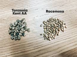 Image result for Coffea racemosa