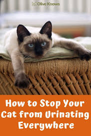 How To Stop Your Cat From Urinating Everywhere Oliveknows Cat Training Cat Training Litter Box Calming Cat