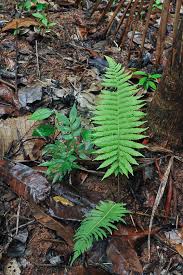 Image result for Christella hispidula