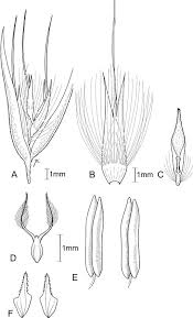 Image result for Rytidosperma davyi