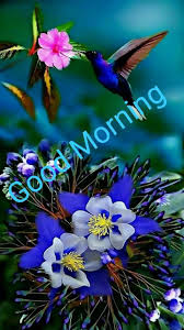 Good morning images with flowers and birds. Pin By Dawn Salvatore On Good Morning Pretty Birds Beautiful Birds Nature Photography