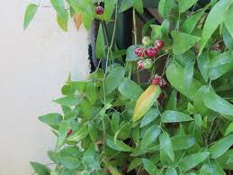 Image result for Asparagus asparagoides