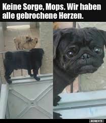 Wie wäre es denn jetzt, wenn du ganz einfach unsere sprüche, zitate oder witze als bild über whatsapp mit deinen freunden teilen könntest? 34 Lustige Bilder Mops Mops Lustig Debeste