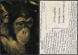 Image result for Euclasta condylotricha