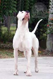 Dogo Argentino Argentine Dogo The Original Us Breeder Upholding The Standard Las Pampas Kennels Los Andes Kennels Pupp Dog Argentino Dog Breeds Dogs