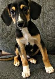 Beagle Lab Mix Puppy Black And White Beagle Lab Mix Pictures Dog Pictures Blog Beagle Lab Mixes Super Cute Puppies Beagle Dog