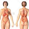Brain and heart, liver and stomach, lung and kidney, health medical science. 1