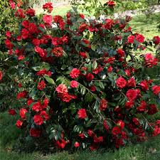 Buy Camellia Grand Prix Agm Japonica Online Duchy Nursery Partial Shade Plants Plants Shade Plants