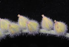 Image result for Heliotropium supinum