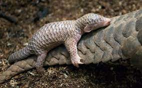 The baby will drink its mother's milk until it is three to four months old and starts eating insects at. Baby Pangolins Are Carried On Their Mothers Tails If Threatened She Ll Tuck The Baby Safely Under Her Belly Worldpango Baby Pangolin Pangolin Cute Animals