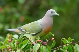 columbidae wikipedia