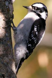 Http Www Naturenb Ca Wp Content Uploads 2013 10 French Backyard Birding Guide Pdf