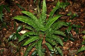 Image result for Asplenium inaequilaterale
