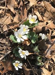 Check spelling or type a new query. Your Guide To Native Plants In The Midwest Finegardening