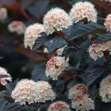 Common companion plants to little devil ninebark. Physocarpus Opulifolius Diabolo J Parker Dutch Bulbs