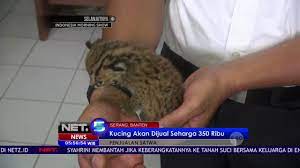 Tapi tetap saja, anda bisa mengurangi konsumsi daging kucing hutan. 2 Kucing Hutan Menggemaskan Ini Berhasil Diamankan Petugas Sebelum Di Jual Net5 Youtube