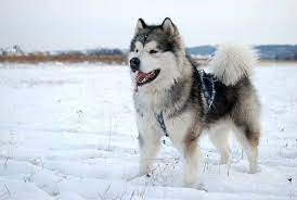 Alaskan Malamute Dog Alaskan Malamute Giant Malamute Malamute