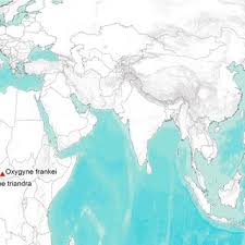 Image result for Rhaptopetalum evrardii