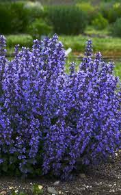 Check spelling or type a new query. Long Blooming Blue Perennial Long Blooming Perennials Flowers Perennials Flower Garden Care