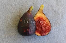 This is how i keep my papaya tree short and set fruits early.when leaf are falling down to 90 degree angle i cut them off. Trees Of Joy Fruit Trees And More Bethlehem Pa Fruit Trees Fruit Fig Tree