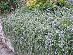Image result for Rosmarinus officinalis