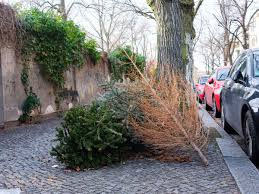 In einer zweiten etappe werden zwischen dem 15. Offenbach Hanau Weihnachtsbaum Entsorgen Termine Im Uberblick Weihnachten