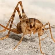 Get rid of camel crickets with bait boric acid is a favorite bait if your basement or crawlspace is lightly infested with crickets, applying granules of boric acid to the once indoors, they are often found in damp basements, utility rooms, crawl spaces, garages and. Camel Crickets Cave Crickets