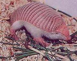 Pink Fairy Armadillo Little Pink Armored Fairies Pink Fairy Armadillo Fairy Armadillo Armadillo