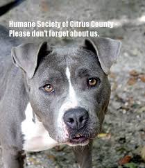 During this time, we are closed to the general public but are still processing adoptions over the phone and scheduling adoptions by appointment only. Truly Wonderful News For The Homeless Dogs And Cats As Five Tampa Bay Area Shelters Held Galas Over The Last Tw Humane Society Homeless Dogs Cute Baby Animals