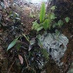 Image result for Elaphoglossum acrostichoides