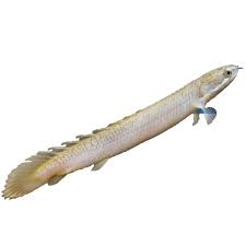 Shop chewy for the best pet supplies ranging from pet food, toys and treats to litter, aquariums, and pet supplements plus so much more! Dinosaur Bichir Fish For Sale Live Pet Fish Petsmart