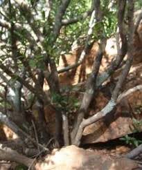 Image result for Ochna pretoriensis