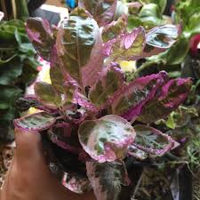We did not find results for: Hemigraphis Alternata Snow White Snow White Waffle Plant Uploaded By Kittenteeth