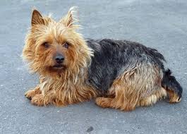 Yorkshire terrier fakten zur hunderasse from hundestar.de. Australian Terrier Charakter Erziehung Haltung Hunderassen A