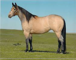 There's a 25% chance of a base colored foal. Fulton Ranch Welcome Horses Pretty Horses Quarter Horse