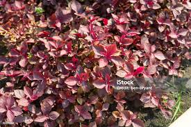 Image result for Cyathula prostrata