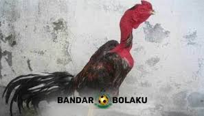 Pos tentang video sabung ayam yang ditulis oleh menoreh. Ayam Asli Vietnam In Sabung Ayam Scoop It