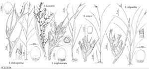 Image result for Scleria