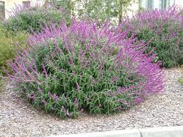 Salvia Leucantha Mexican Sage Plants Salvia