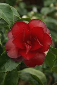 Camellia Black Magic A Very Dark Waxy Red Flower Spring Flowers Amazing Flowers Red Flowers