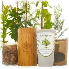 The Living Urn America S Leading Bio Urn And Planting System Gives You The Ability To Grow A Beautiful Memory Memory Tree Biodegradable Products Burial Urns