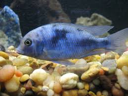 The blue dolphin cichlid is very easy to care for. Blue Dolphin Cichlid Brian Flickr