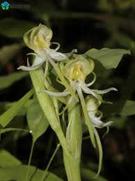 Image result for Habenaria dregeana